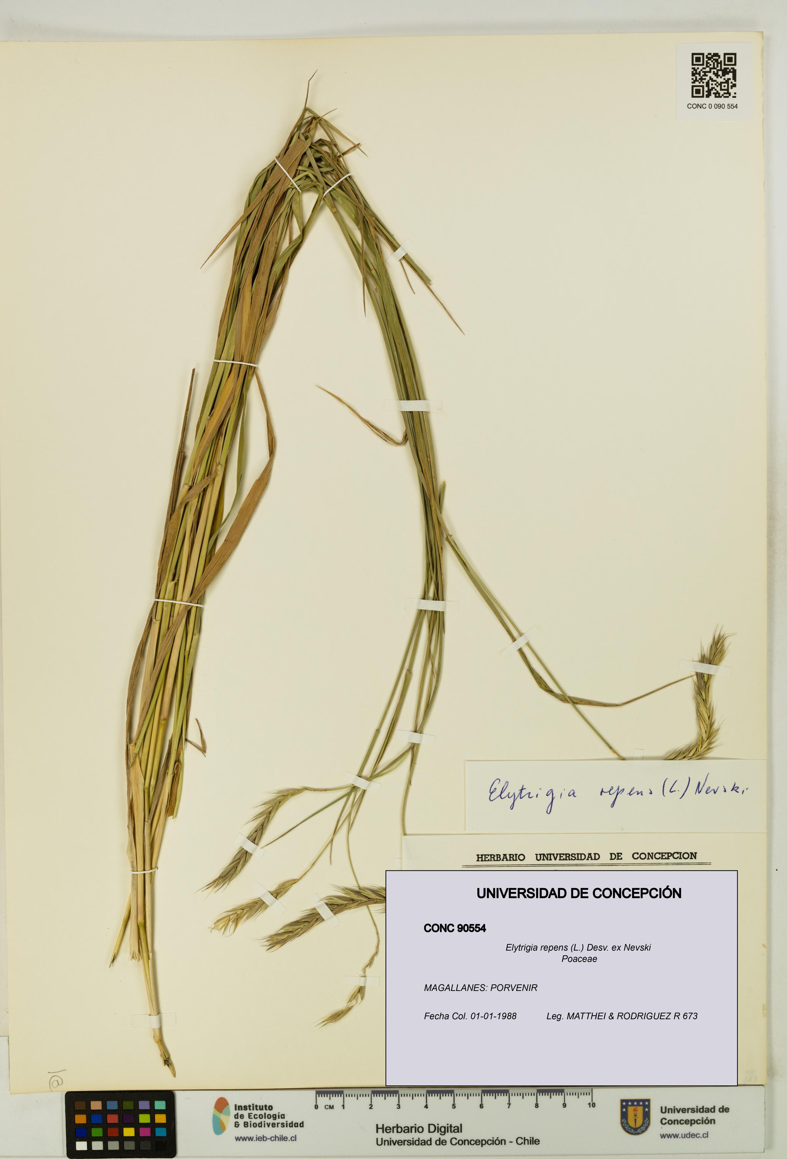 Elytrigia repens [Espécimen: UDEC:CONC:0090554]