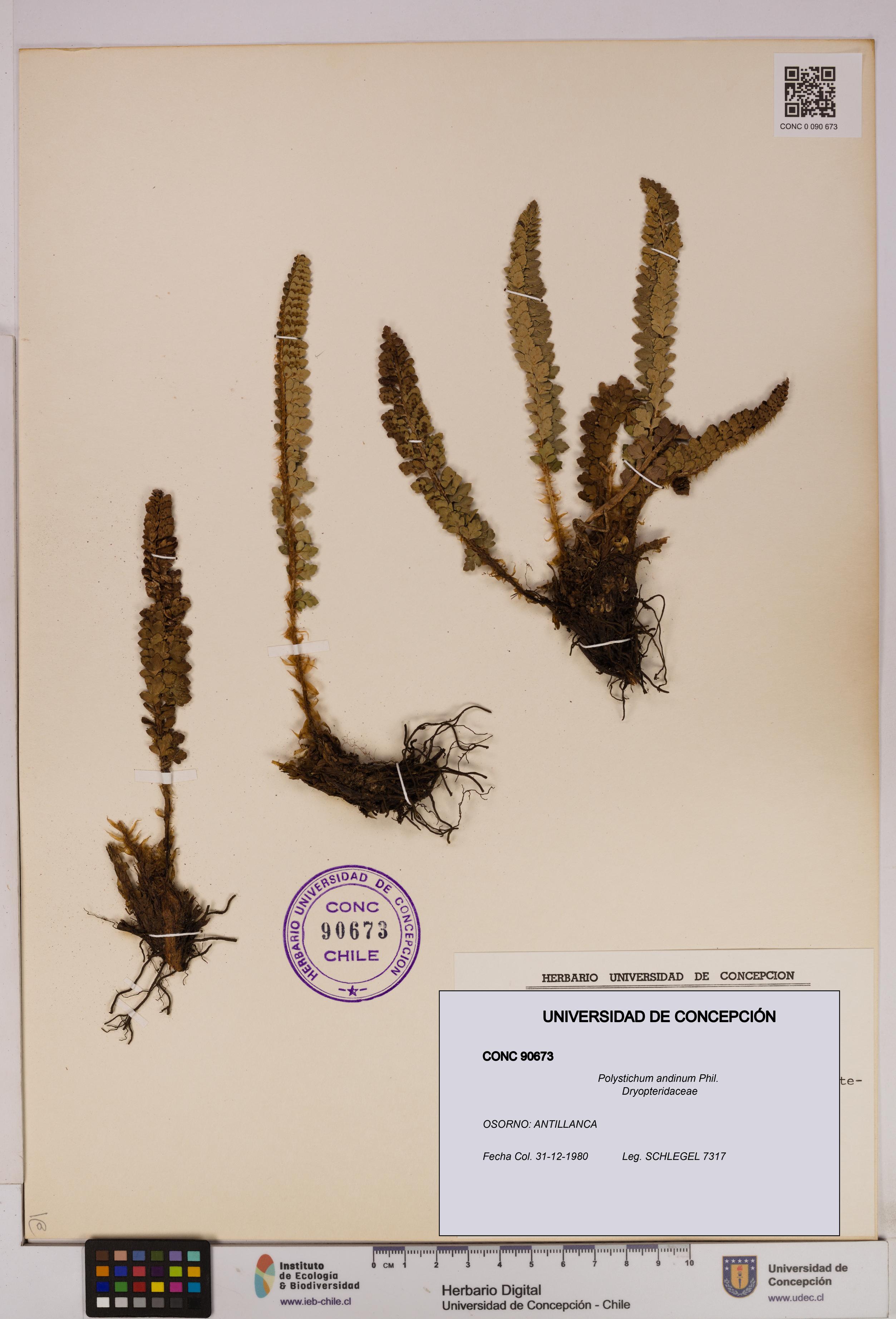 Polystichum andinum [Espécimen: UDEC:CONC:0090673]