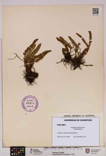 Polystichum andinum [Espécimen: UDEC:CONC:0090674]