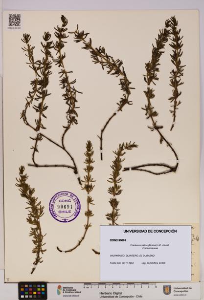 Frankenia salina [Espécimen: UDEC:CONC:0090691]