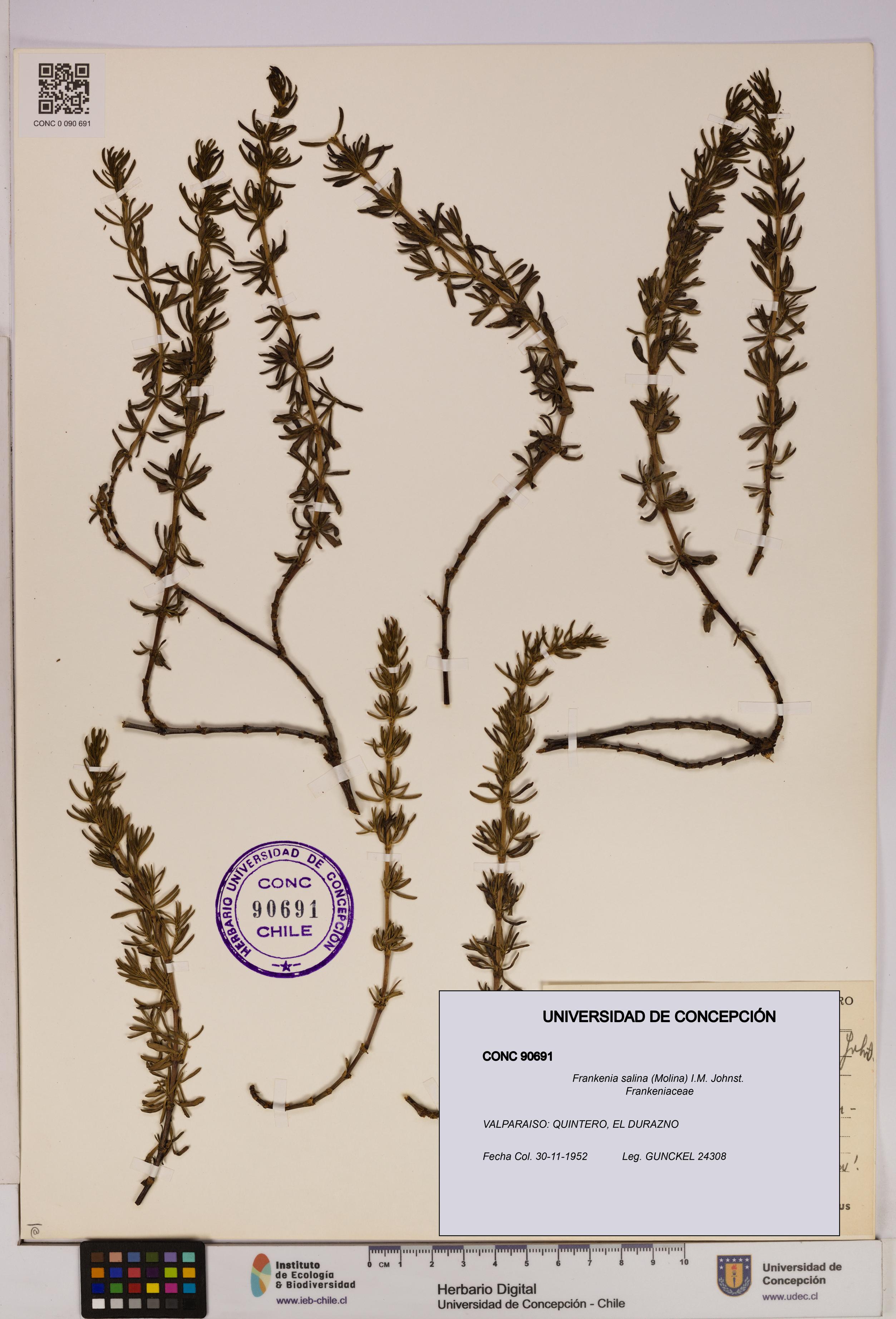 Frankenia salina [Espécimen: UDEC:CONC:0090691]