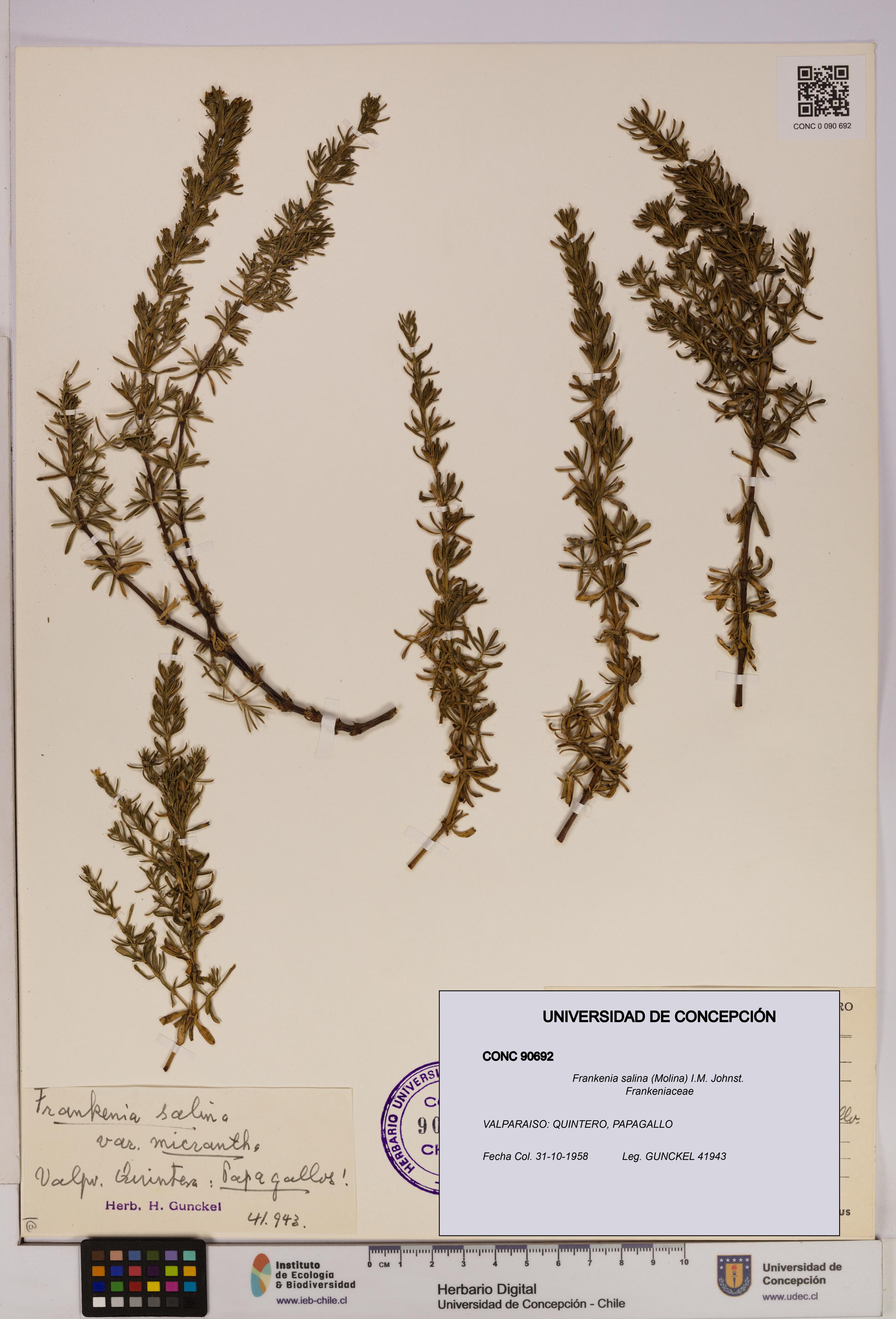 Frankenia salina [Espécimen: UDEC:CONC:0090692]