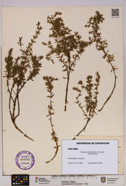 Frankenia salina [Espécimen: UDEC:CONC:0090693]