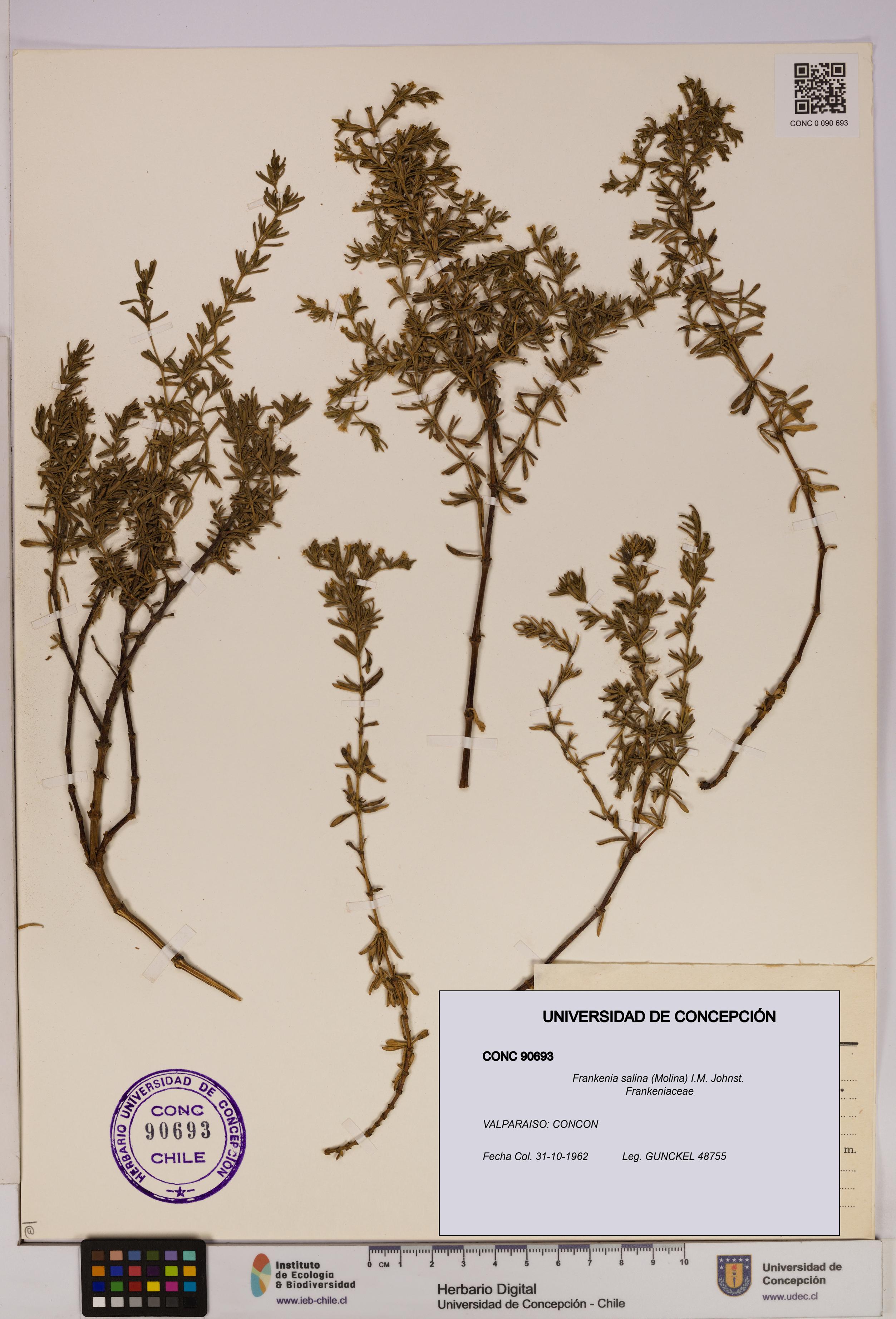 Frankenia salina [Espécimen: UDEC:CONC:0090693]