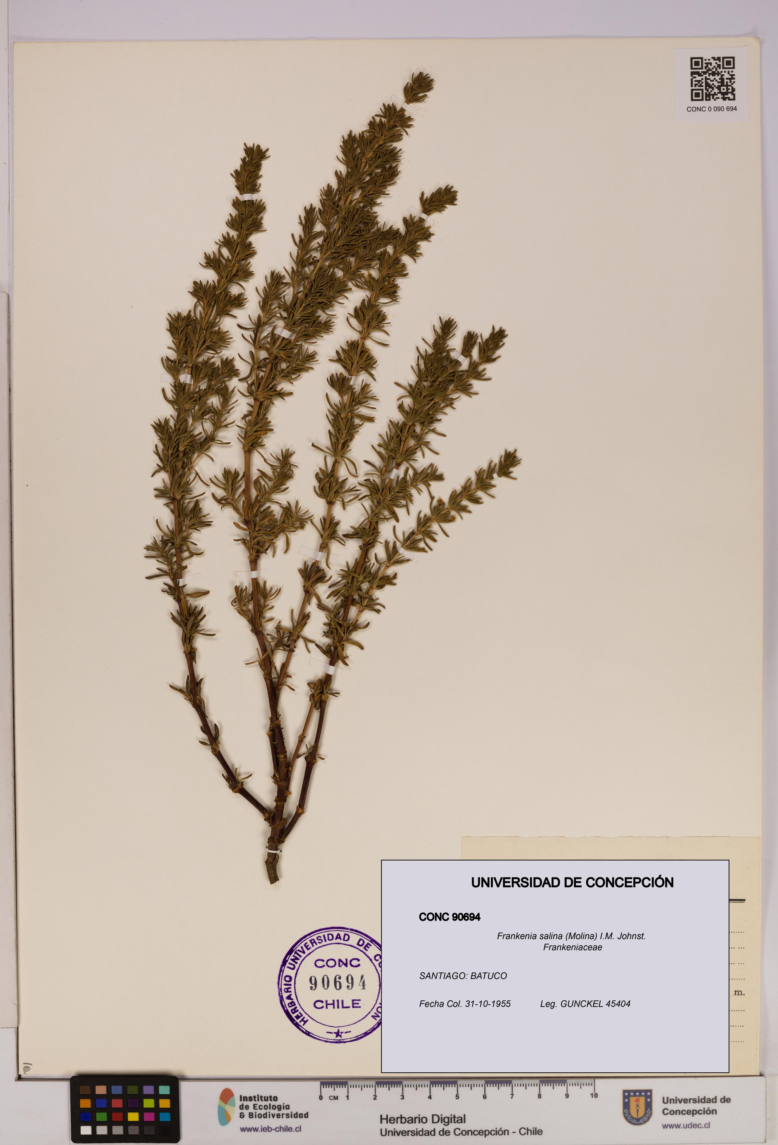 Frankenia salina [Espécimen: UDEC:CONC:0090694]