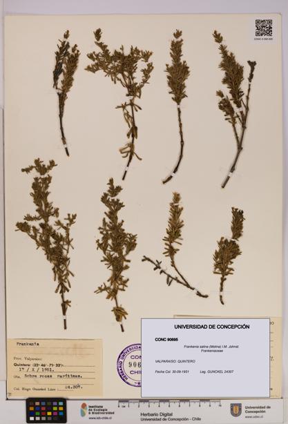 Frankenia salina [Espécimen: UDEC:CONC:0090695]