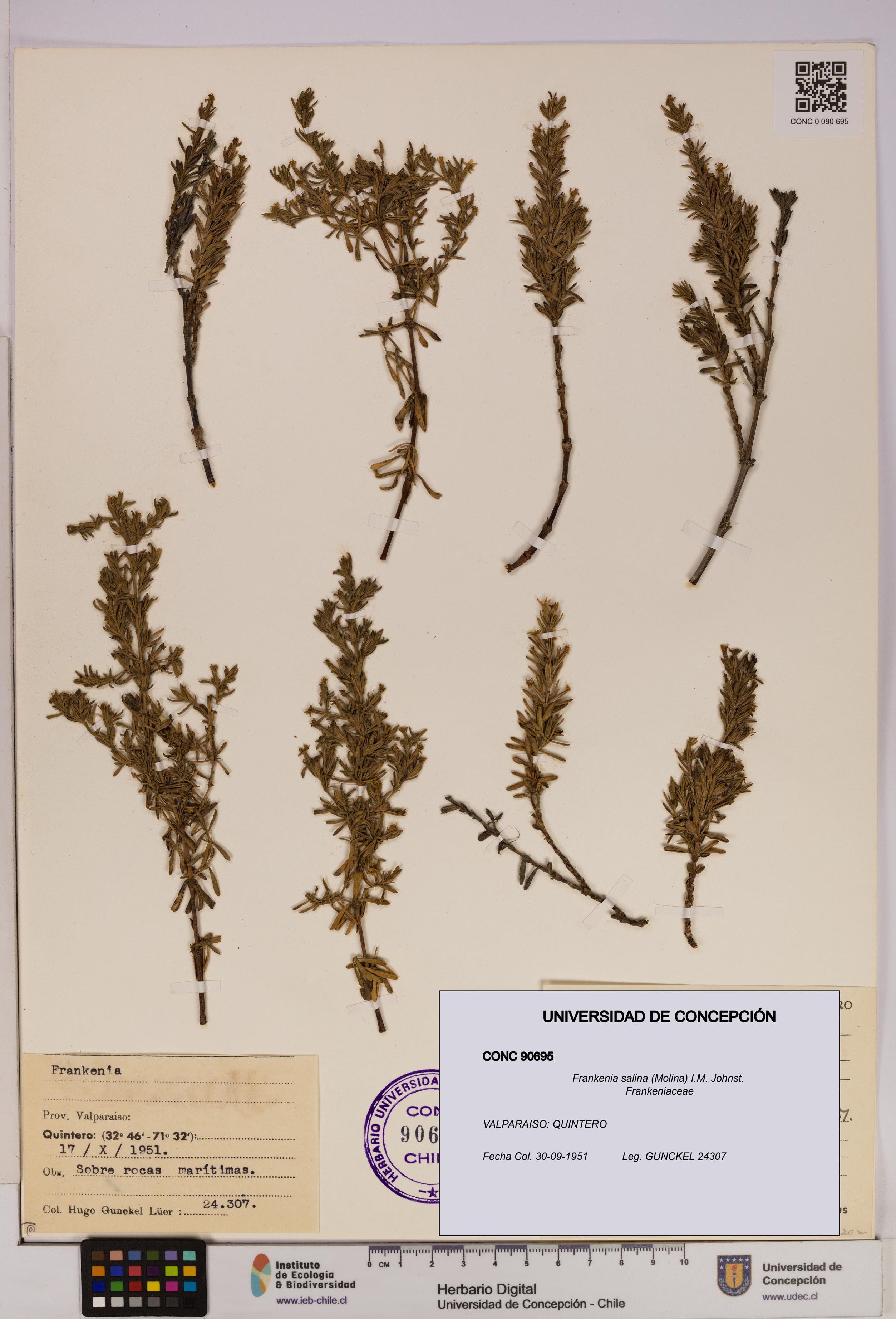 Frankenia salina [Espécimen: UDEC:CONC:0090695]