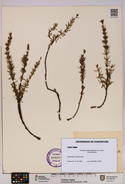 Frankenia salina [Espécimen: UDEC:CONC:0090696]