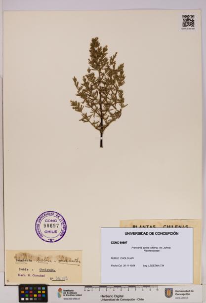 Frankenia salina [Espécimen: UDEC:CONC:0090697]