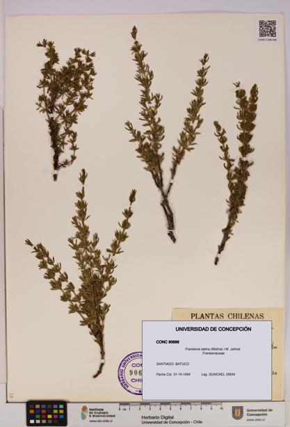 Frankenia salina [Espécimen: UDEC:CONC:0090699]