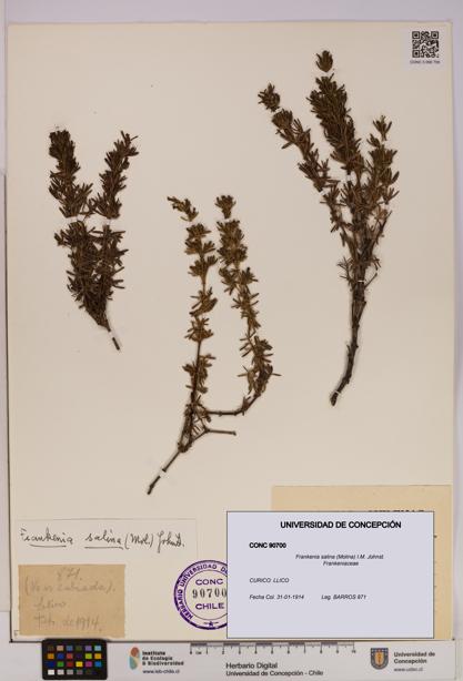 Frankenia salina [Espécimen: UDEC:CONC:0090700]