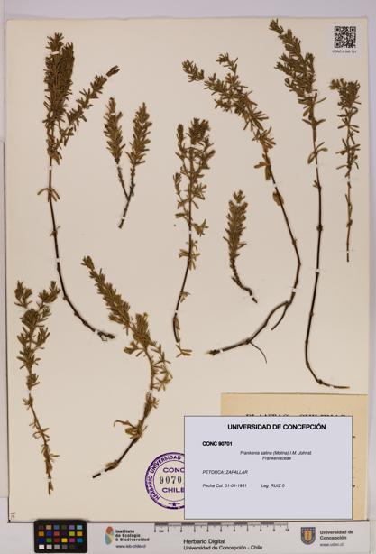 Frankenia salina [Espécimen: UDEC:CONC:0090701]