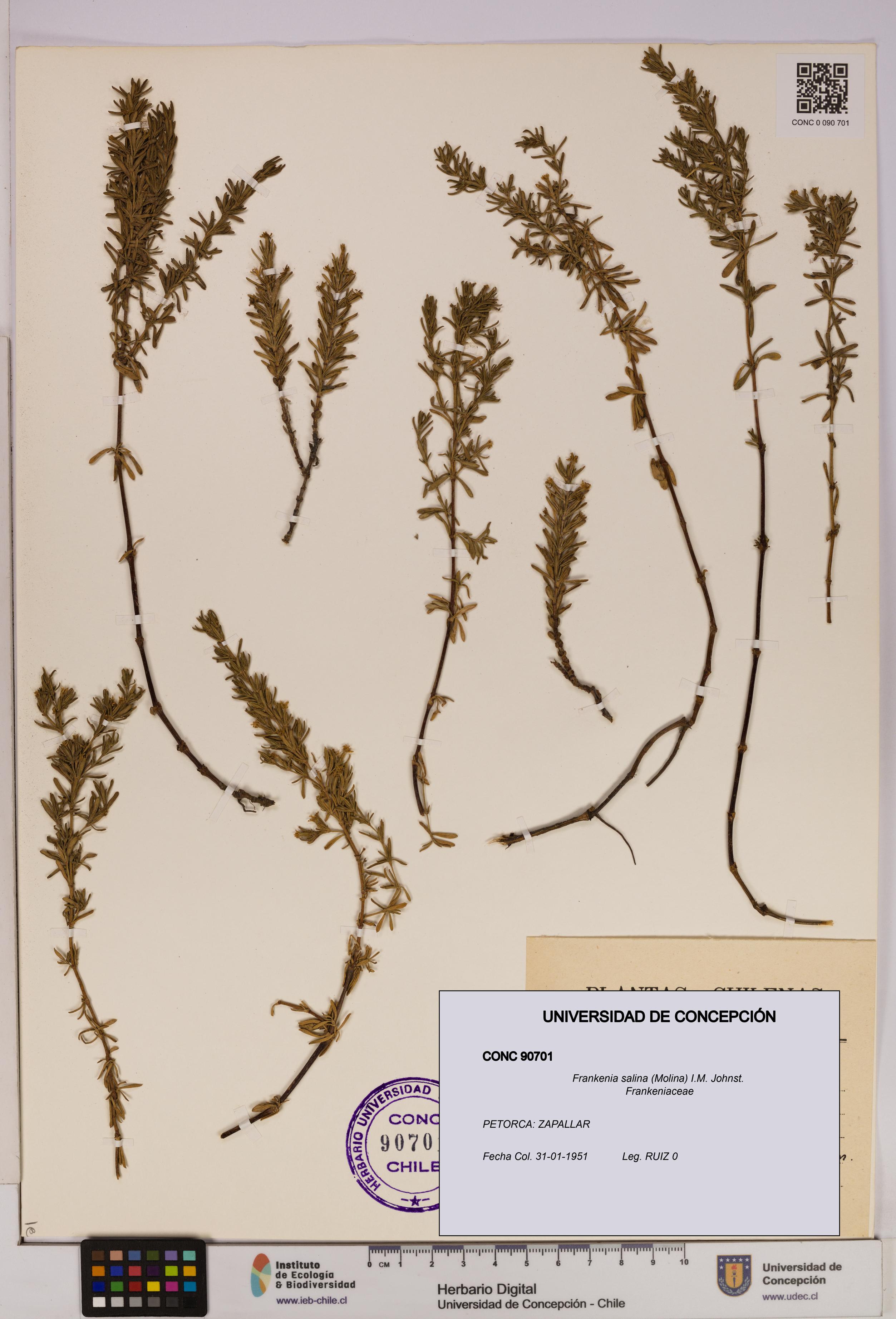 Frankenia salina [Espécimen: UDEC:CONC:0090701]