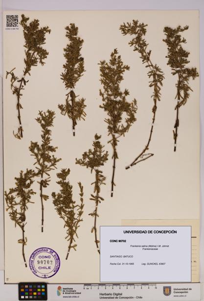 Frankenia salina [Espécimen: UDEC:CONC:0090702]