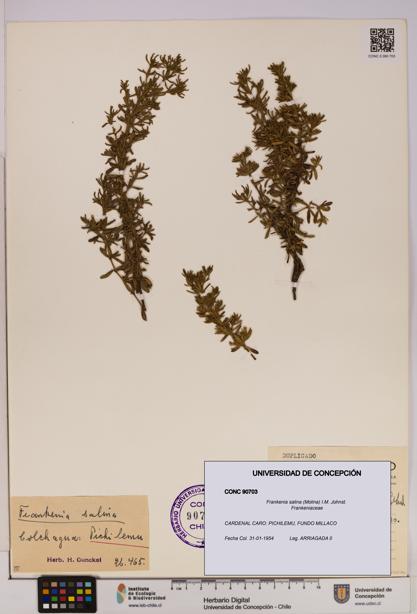 Frankenia salina [Espécimen: UDEC:CONC:0090703]