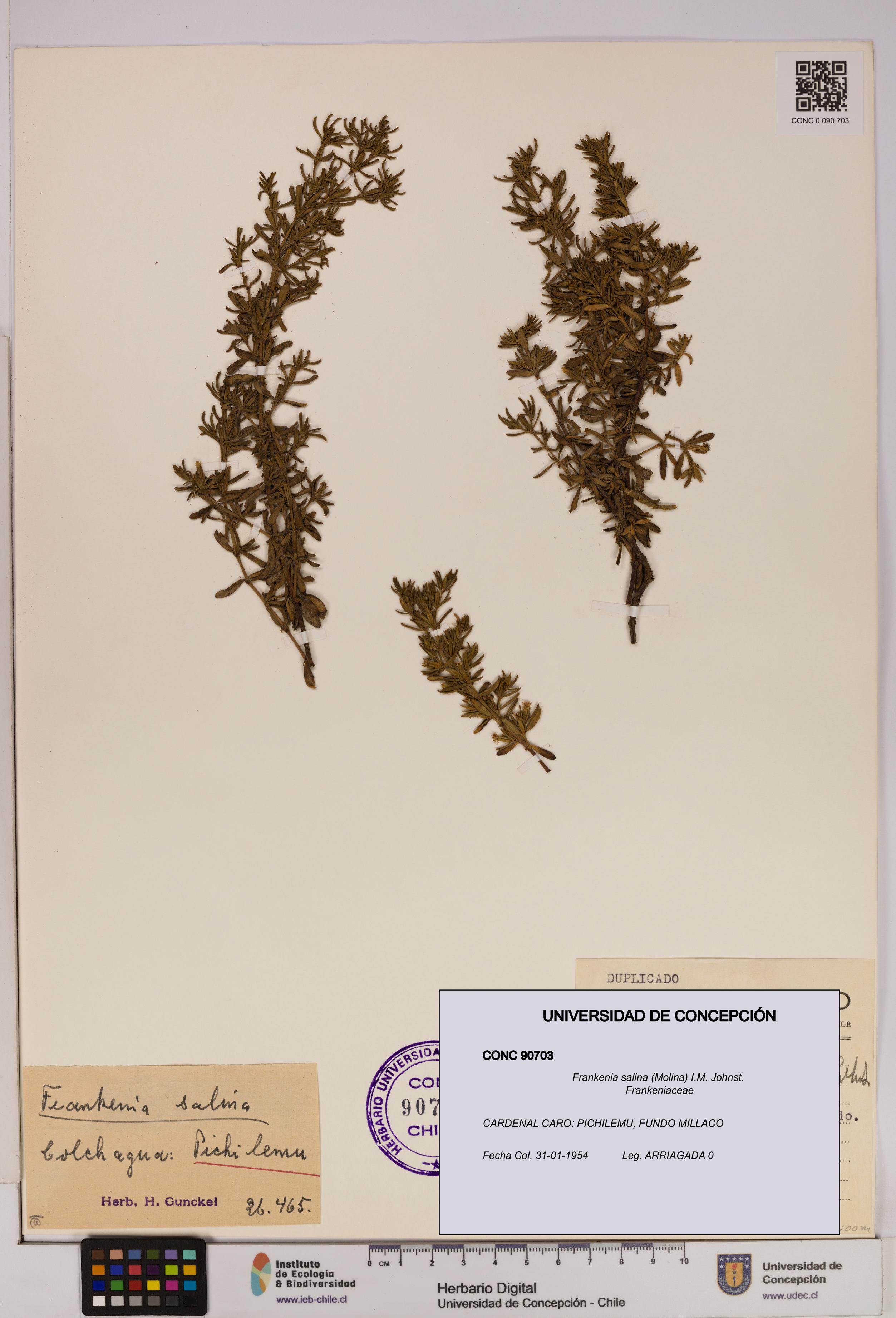 Frankenia salina [Espécimen: UDEC:CONC:0090703]