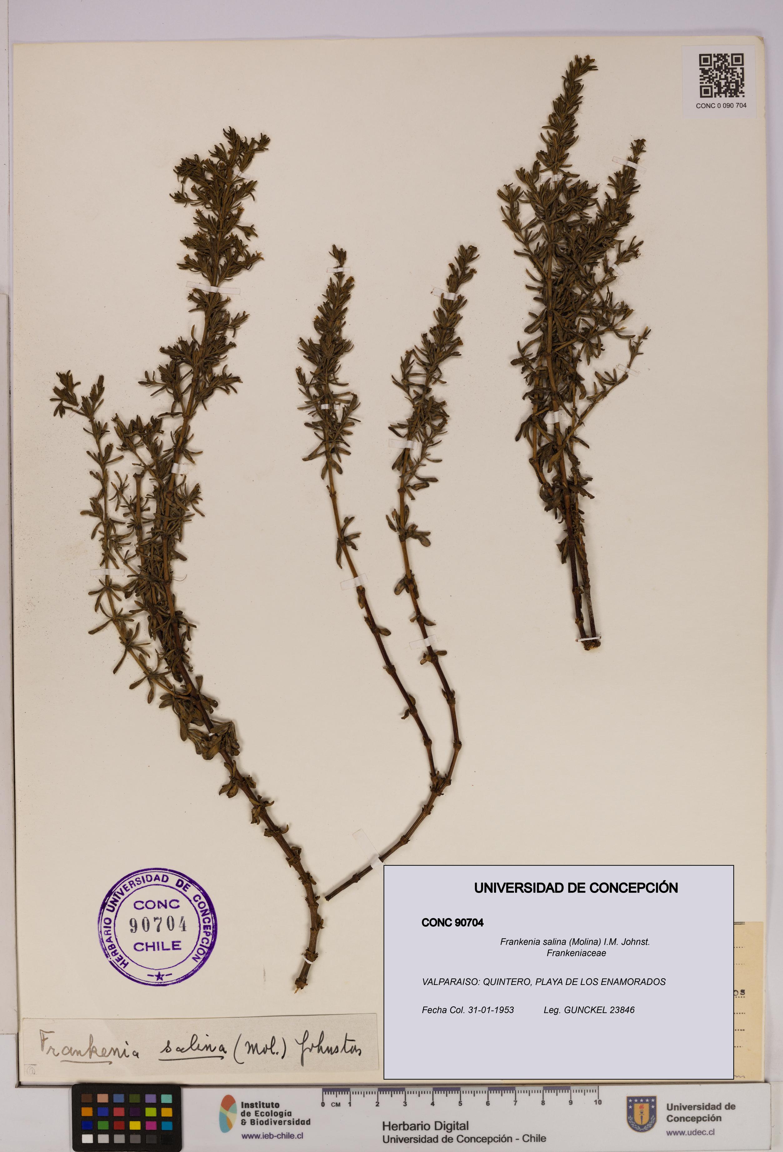 Frankenia salina [Espécimen: UDEC:CONC:0090704]