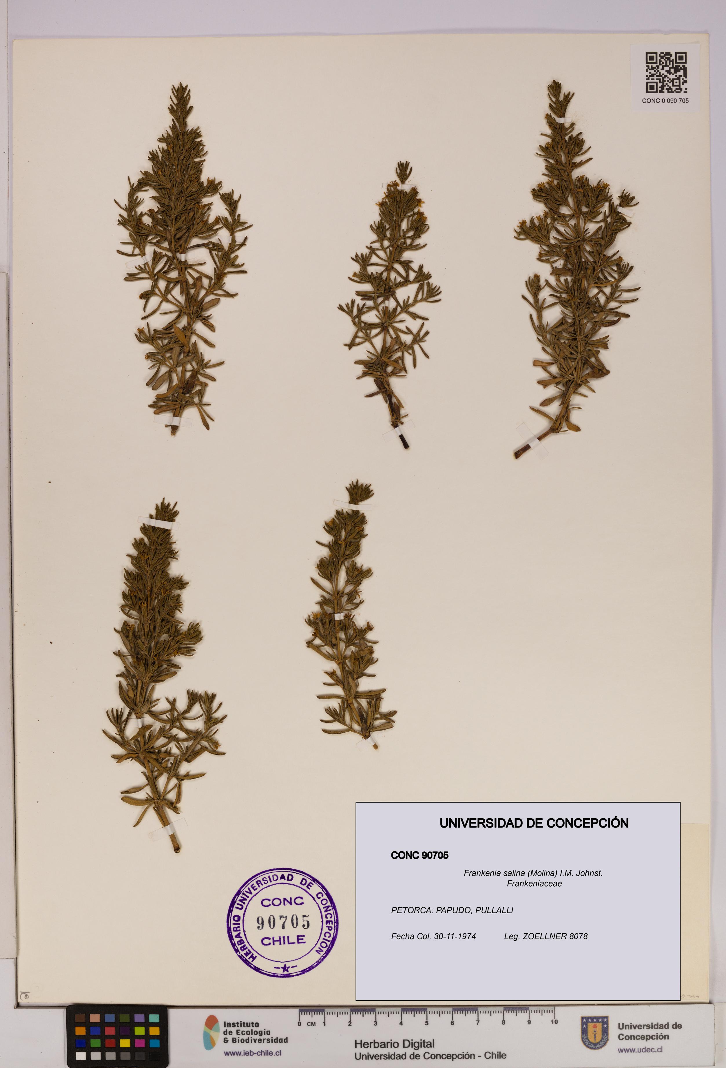 Frankenia salina [Espécimen: UDEC:CONC:0090705]