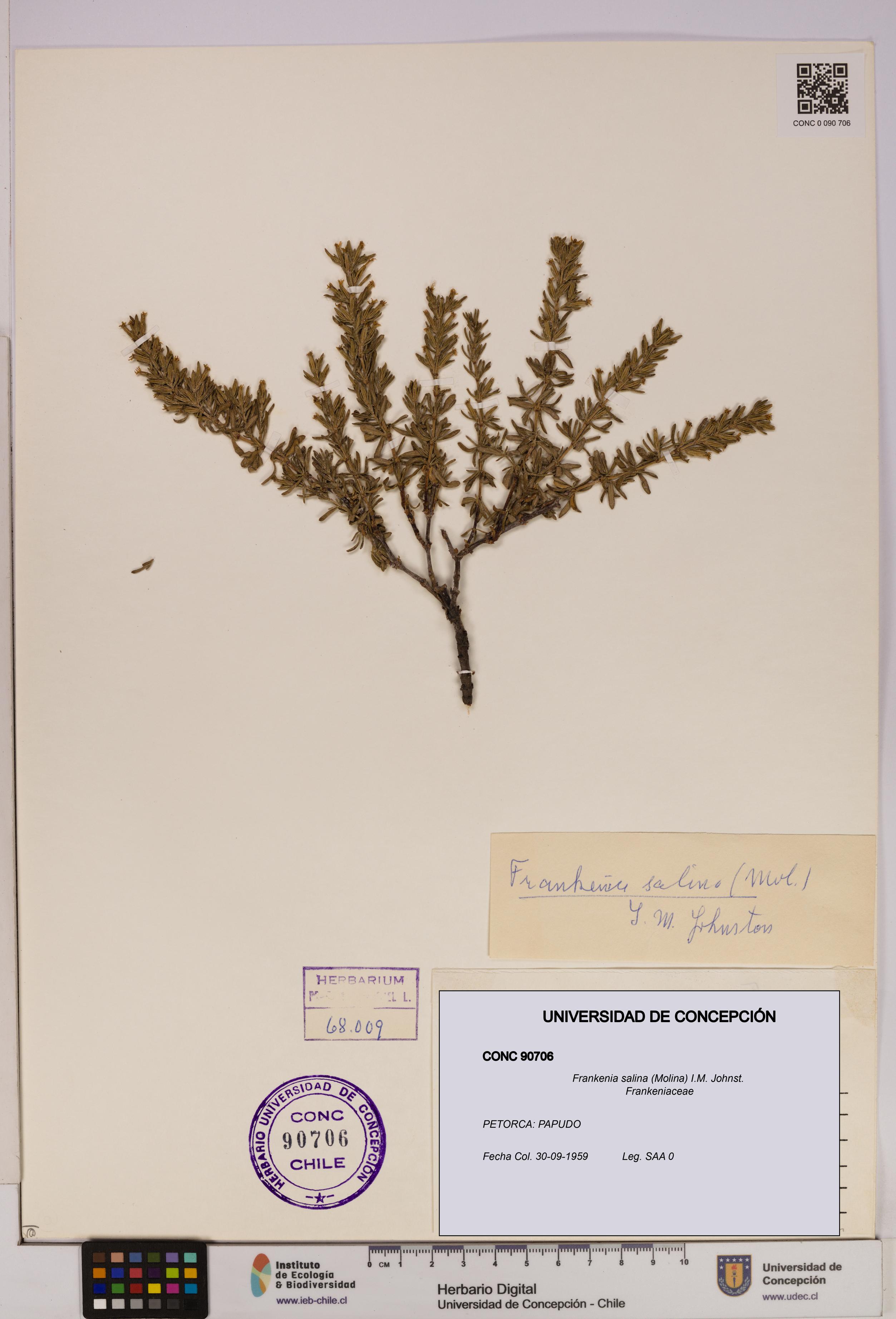 Frankenia salina [Espécimen: UDEC:CONC:0090706]