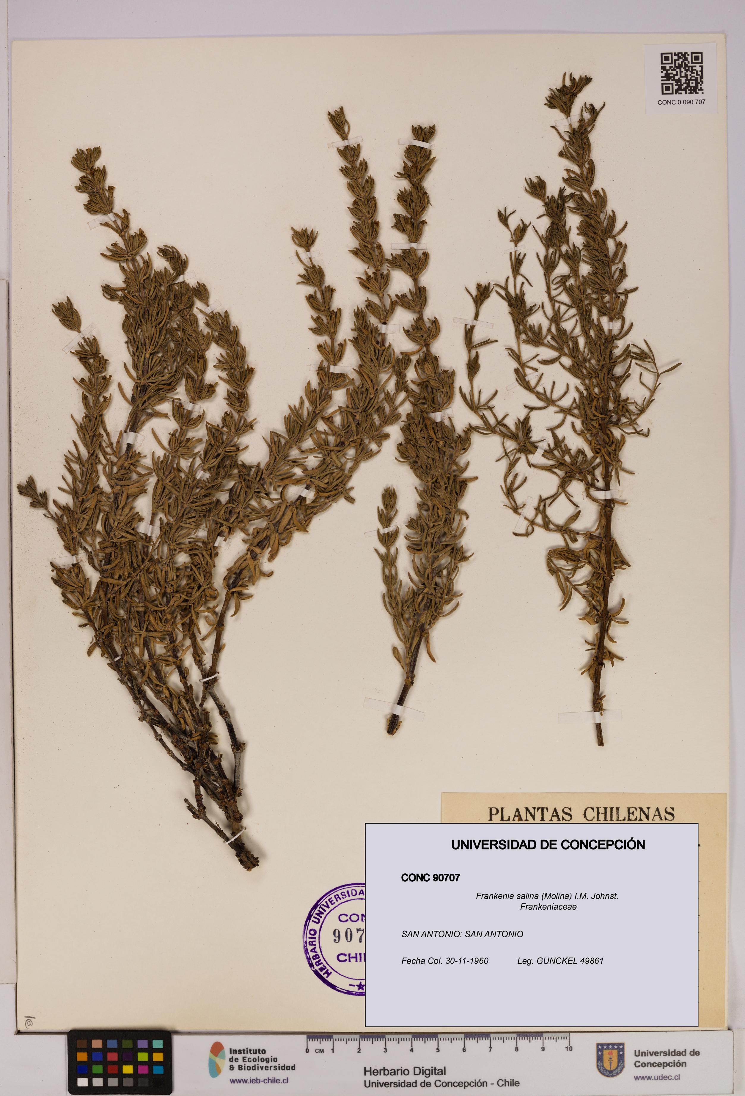 Frankenia salina [Espécimen: UDEC:CONC:0090707]