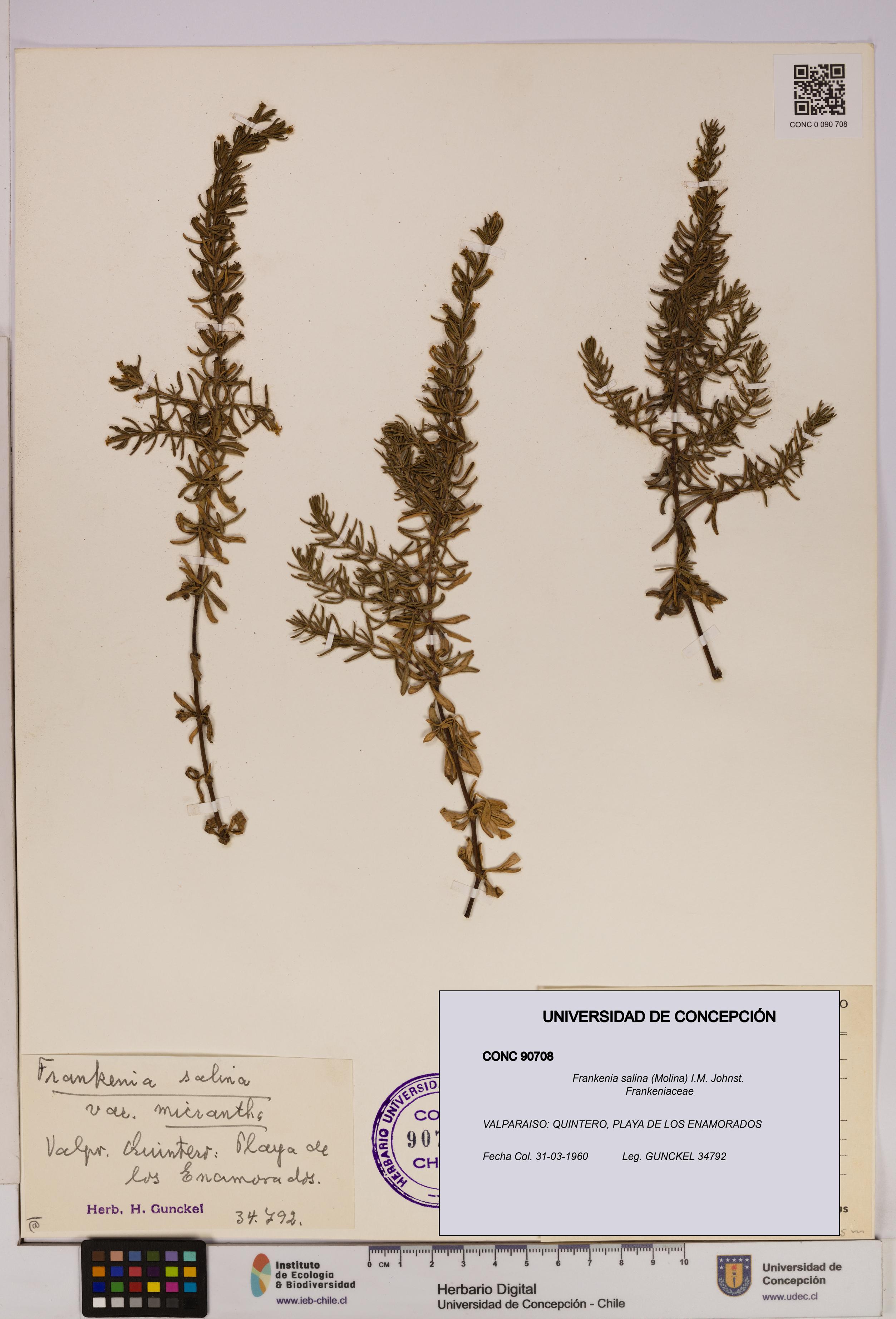 Frankenia salina [Espécimen: UDEC:CONC:0090708]