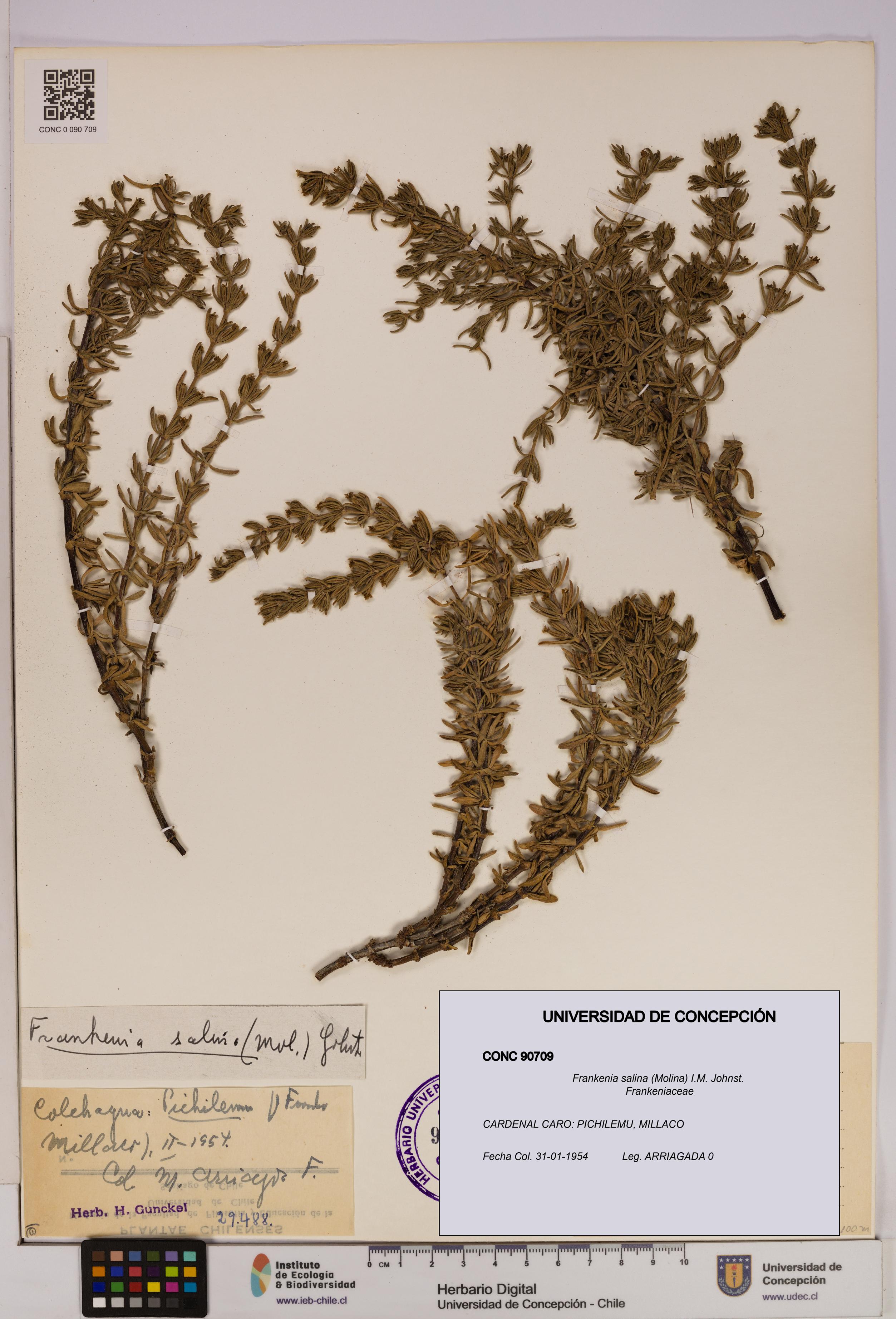 Frankenia salina [Espécimen: UDEC:CONC:0090709]