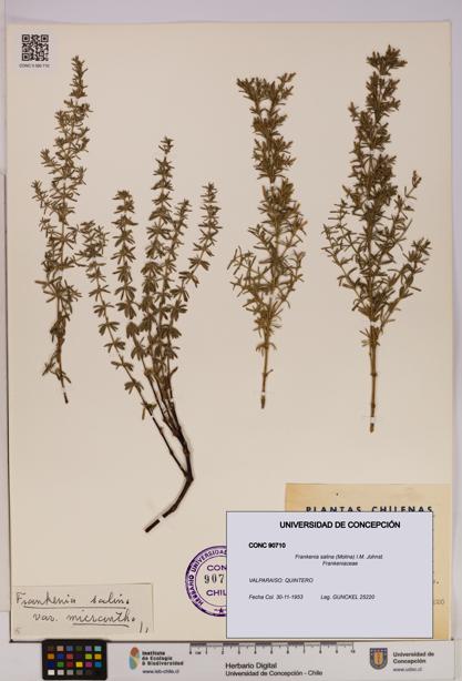 Frankenia salina [Espécimen: UDEC:CONC:0090710]