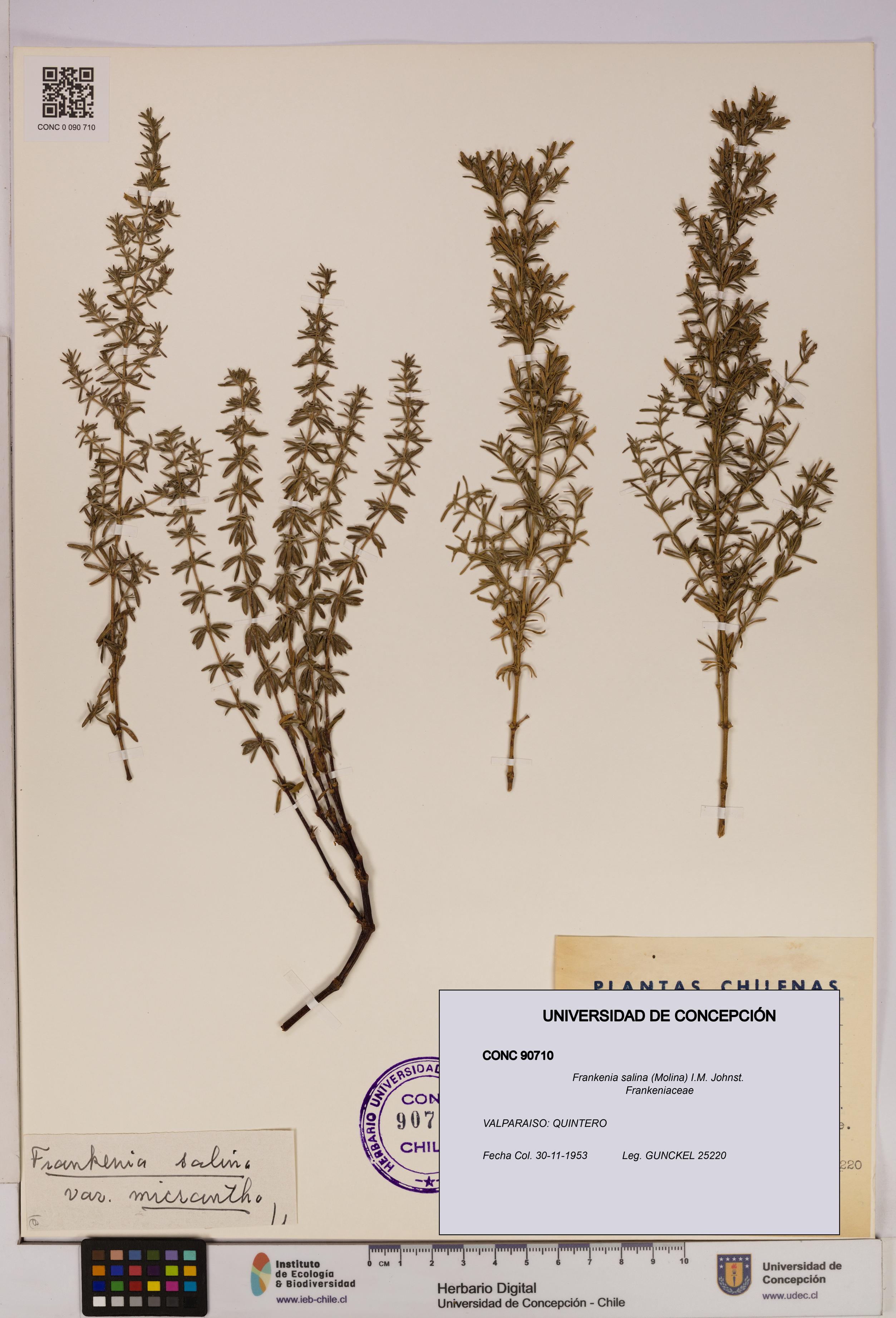 Frankenia salina [Espécimen: UDEC:CONC:0090710]