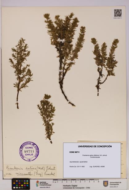 Frankenia salina [Espécimen: UDEC:CONC:0090711]