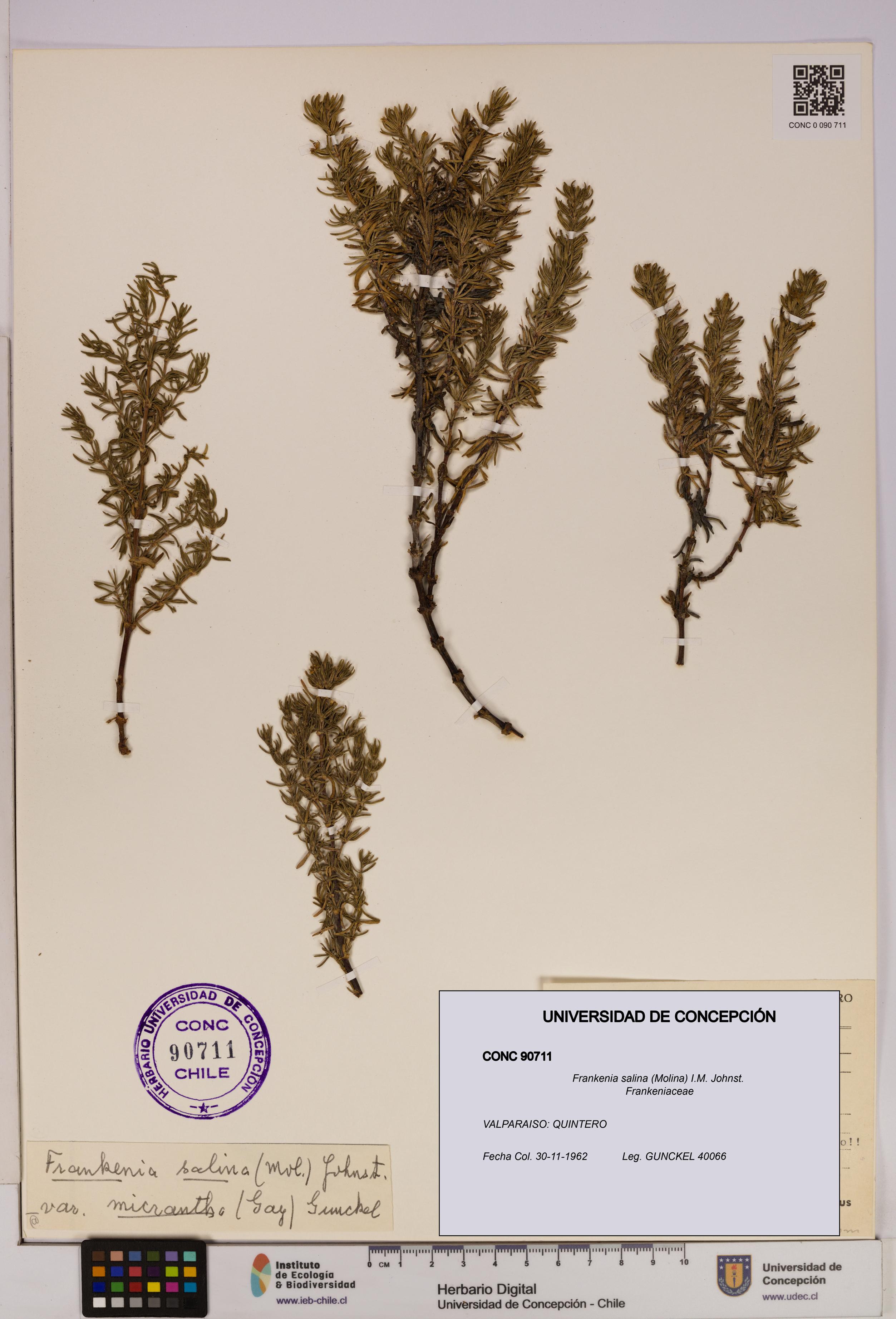 Frankenia salina [Espécimen: UDEC:CONC:0090711]