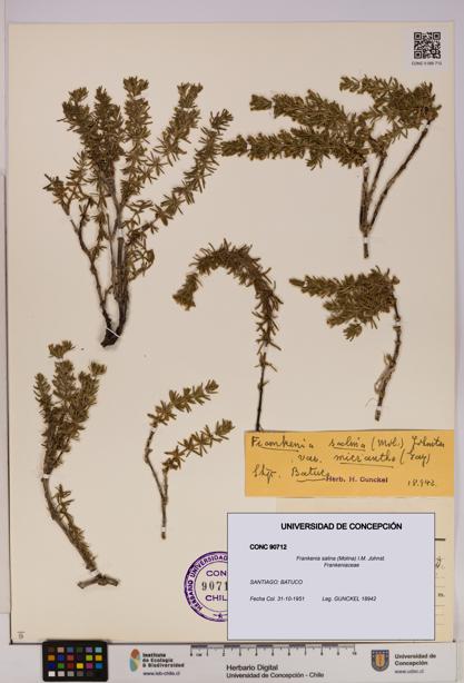 Frankenia salina [Espécimen: UDEC:CONC:0090712]