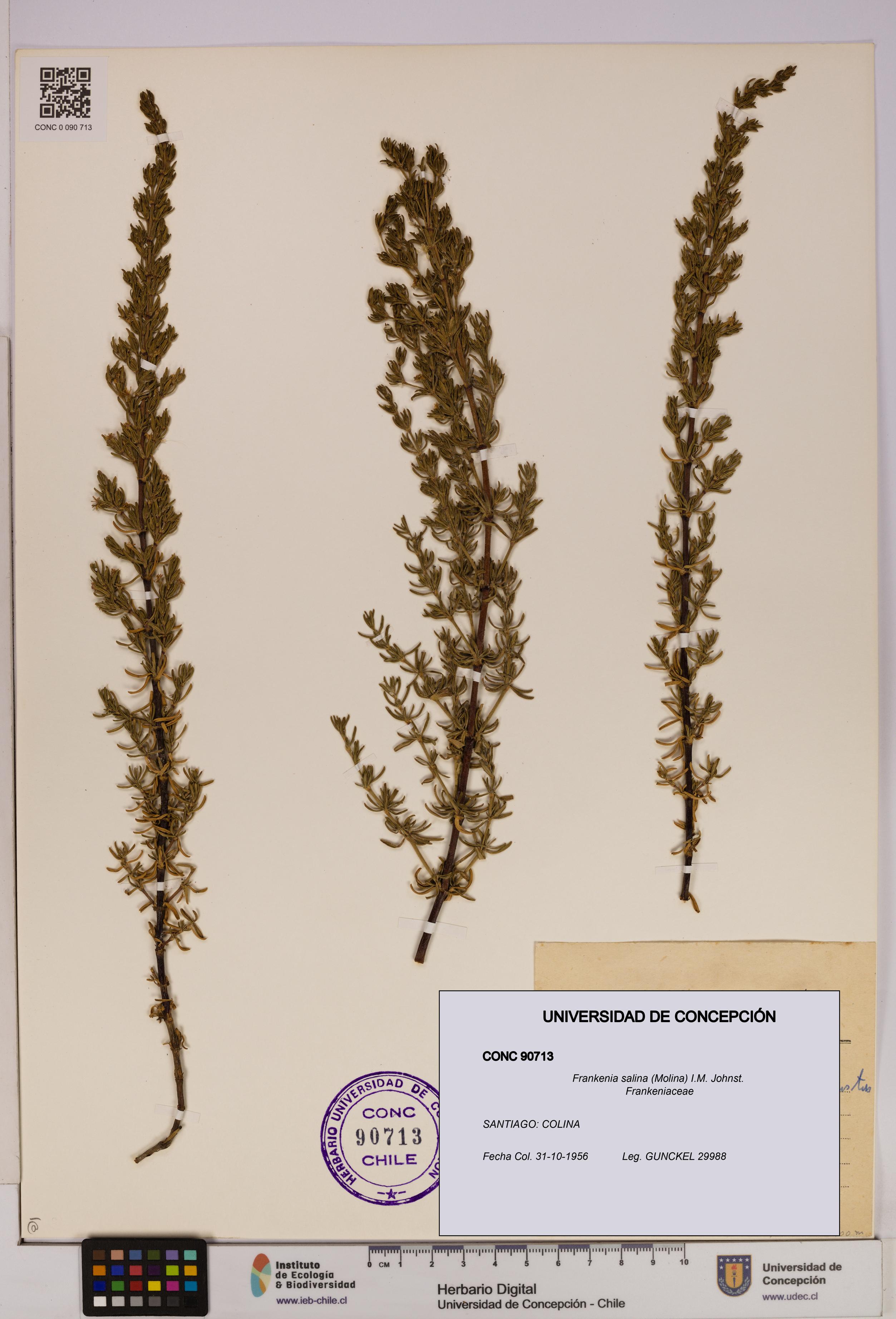 Frankenia salina [Espécimen: UDEC:CONC:0090713]