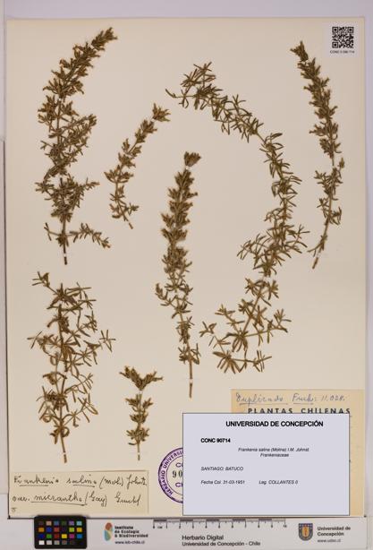 Frankenia salina [Espécimen: UDEC:CONC:0090714]