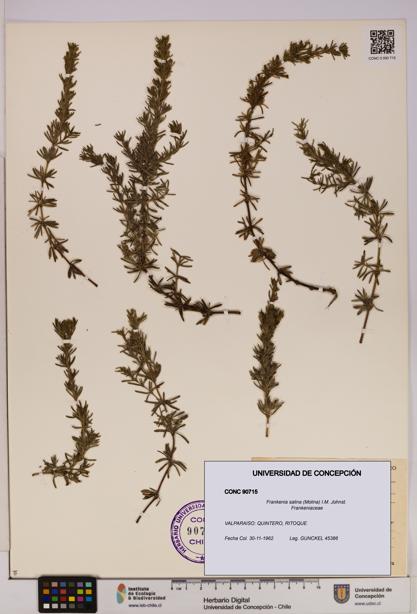 Frankenia salina [Espécimen: UDEC:CONC:0090715]