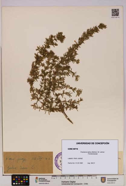 Frankenia salina [Espécimen: UDEC:CONC:0090716]