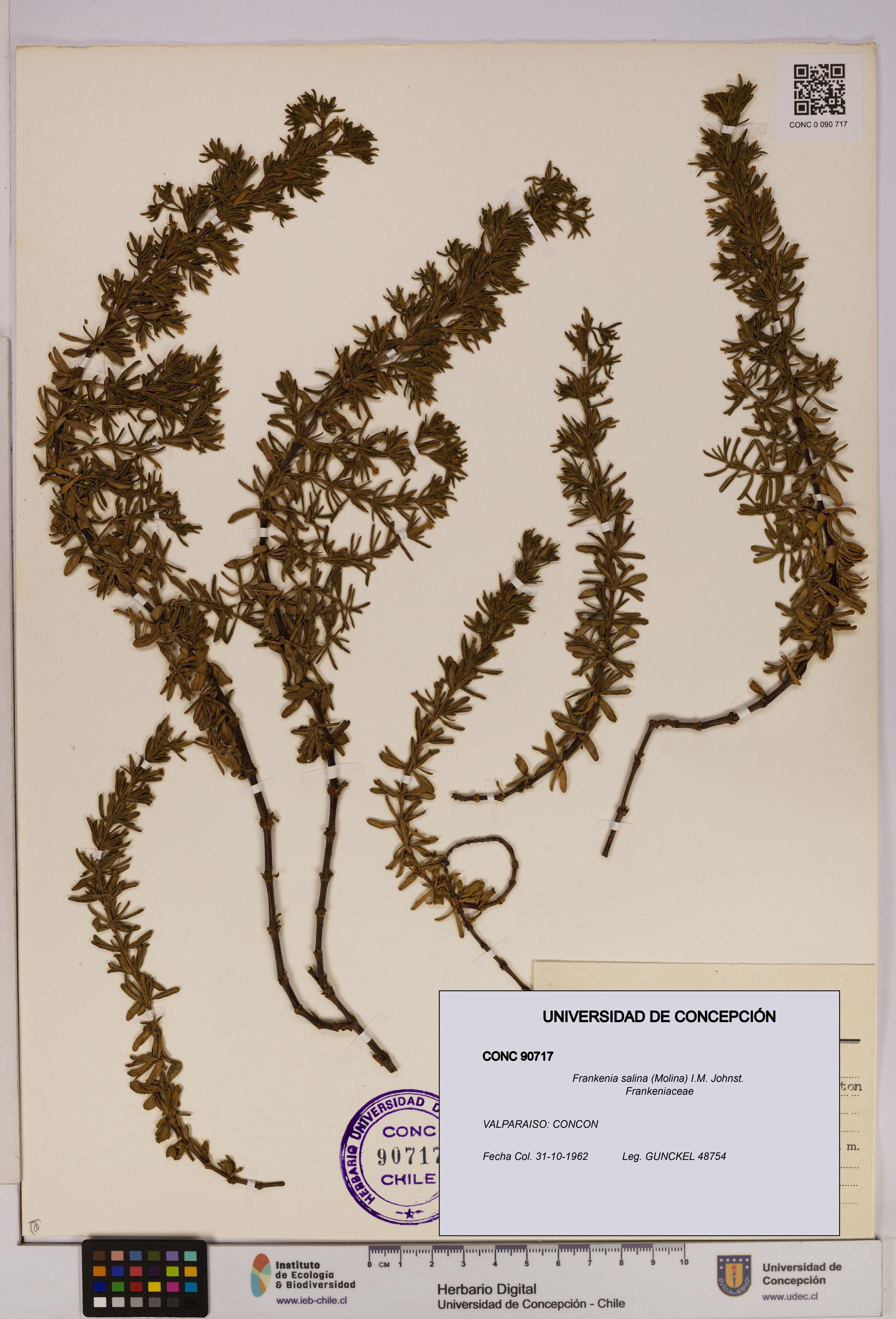 Frankenia salina [Espécimen: UDEC:CONC:0090717]