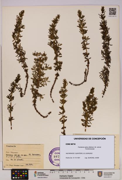 Frankenia salina [Espécimen: UDEC:CONC:0090718]