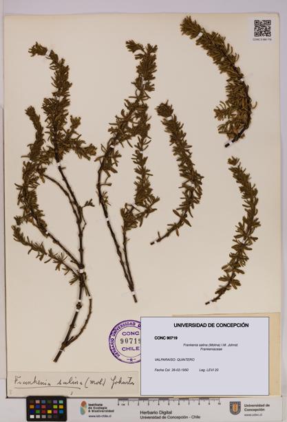 Frankenia salina [Espécimen: UDEC:CONC:0090719]