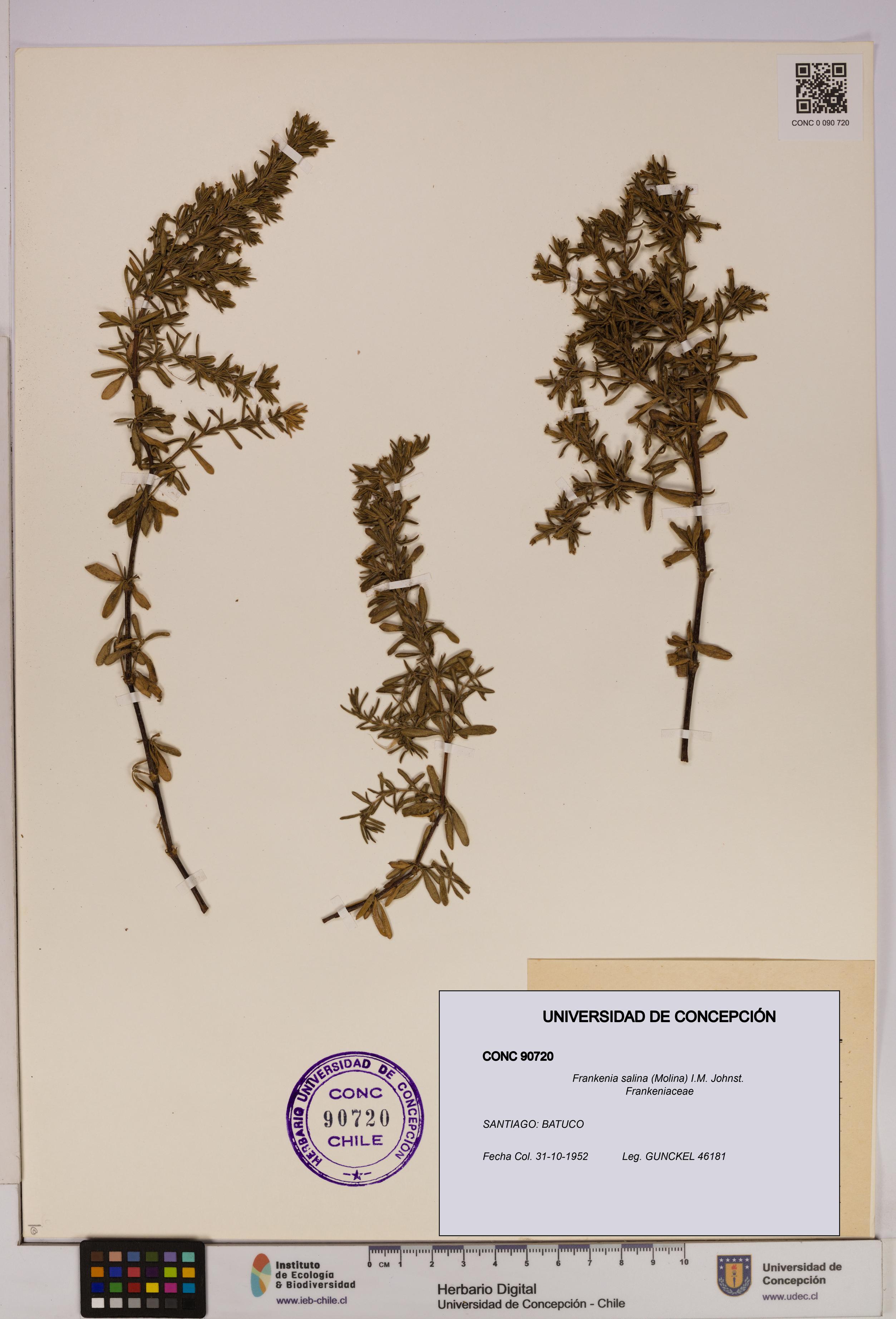 Frankenia salina [Espécimen: UDEC:CONC:0090720]