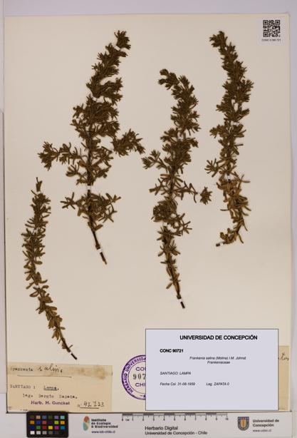 Frankenia salina [Espécimen: UDEC:CONC:0090721]