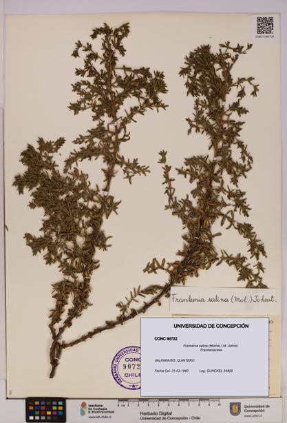 Frankenia salina [Espécimen: UDEC:CONC:0090722]