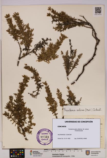 Frankenia salina [Espécimen: UDEC:CONC:0090723]