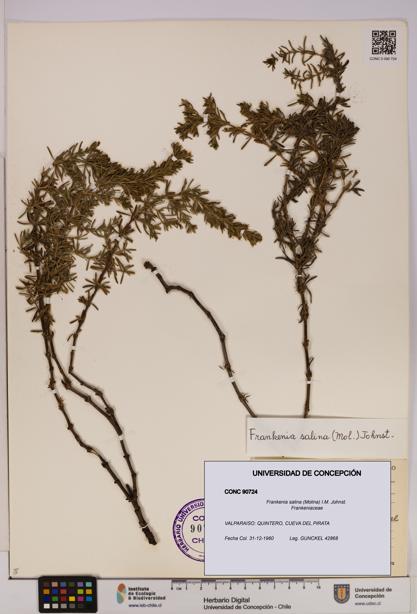 Frankenia salina [Espécimen: UDEC:CONC:0090724]