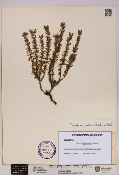 Frankenia salina [Espécimen: UDEC:CONC:0090725]