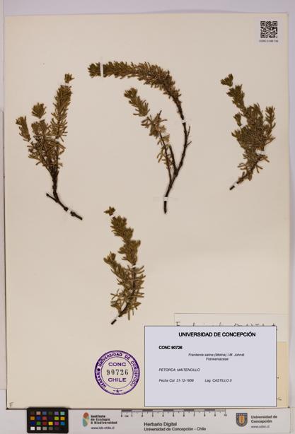Frankenia salina [Espécimen: UDEC:CONC:0090726]