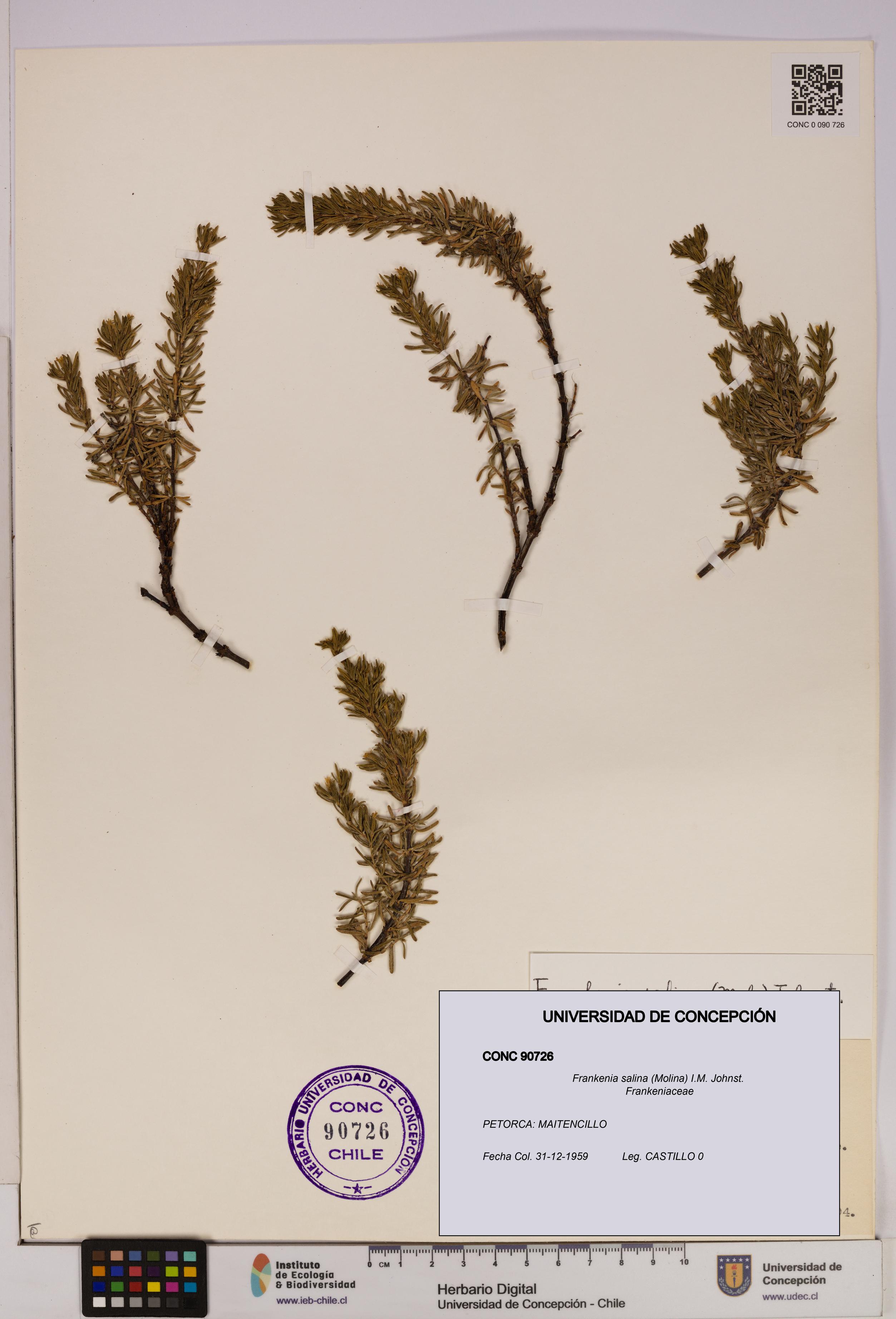 Frankenia salina [Espécimen: UDEC:CONC:0090726]