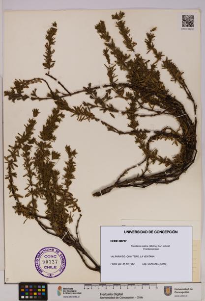 Frankenia salina [Espécimen: UDEC:CONC:0090727]