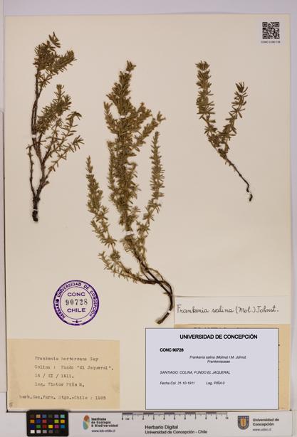 Frankenia salina [Espécimen: UDEC:CONC:0090728]