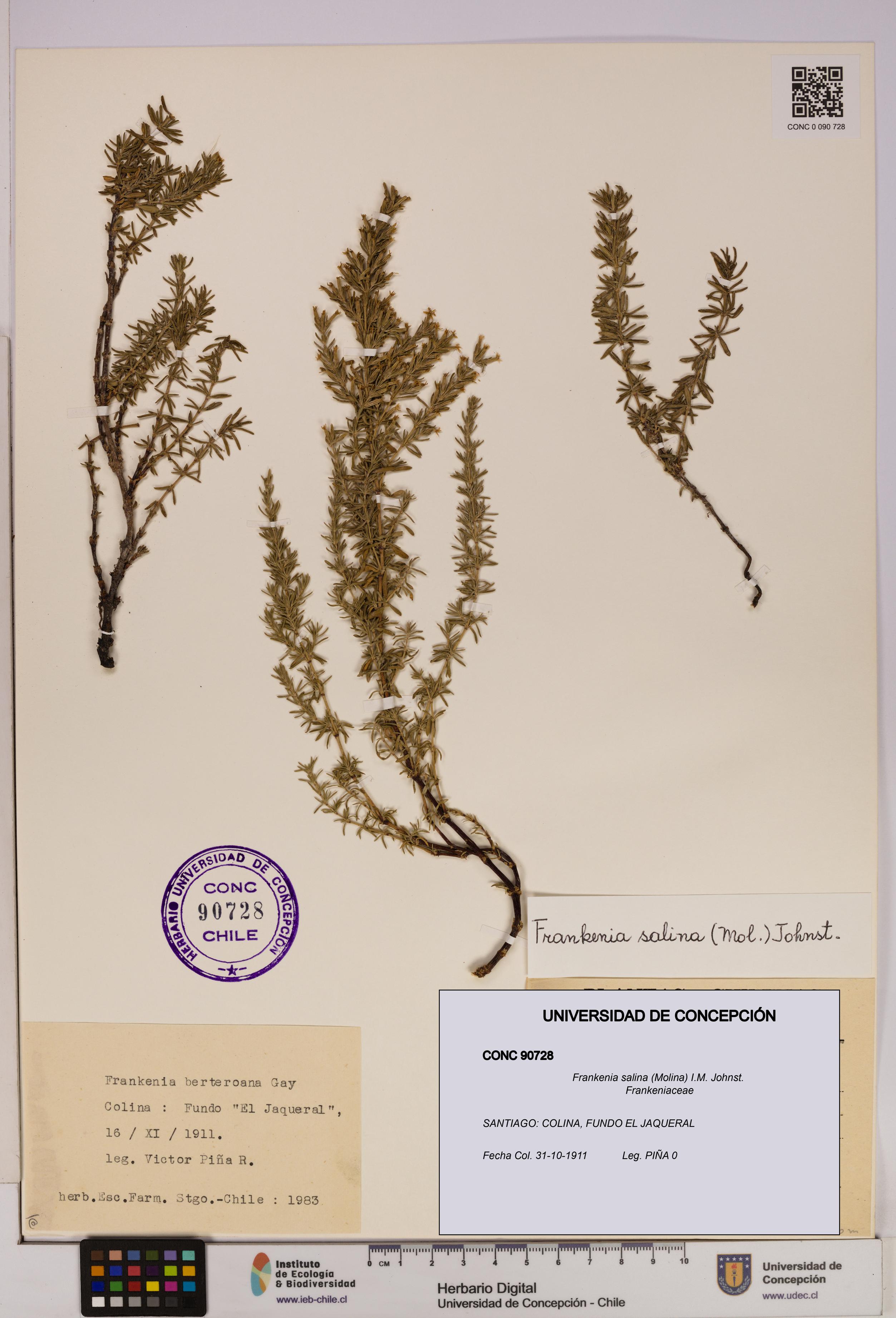 Frankenia salina [Espécimen: UDEC:CONC:0090728]