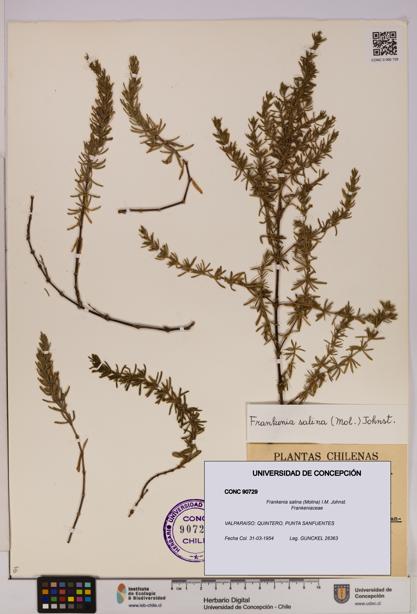 Frankenia salina [Espécimen: UDEC:CONC:0090729]